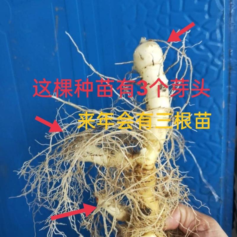 玉竹种苗湘玉竹猪屎尾参玉竹片玉竹条子煲汤玉竹片