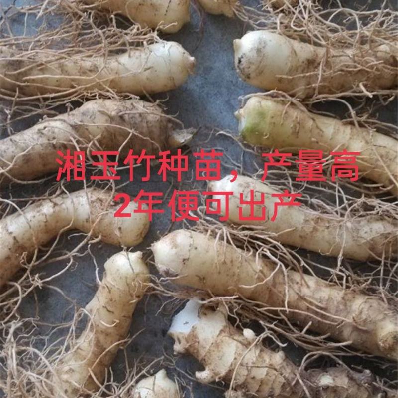 玉竹种苗湘玉竹猪屎尾参玉竹片玉竹条子煲汤玉竹片