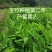 玉竹种苗湘玉竹猪屎尾参玉竹片玉竹条子煲汤玉竹片