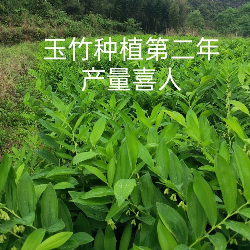 玉竹种苗湘玉竹猪屎尾参玉竹片玉竹条子煲汤玉竹片