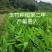玉竹种苗湘玉竹猪屎尾参玉竹片玉竹条子煲汤玉竹片