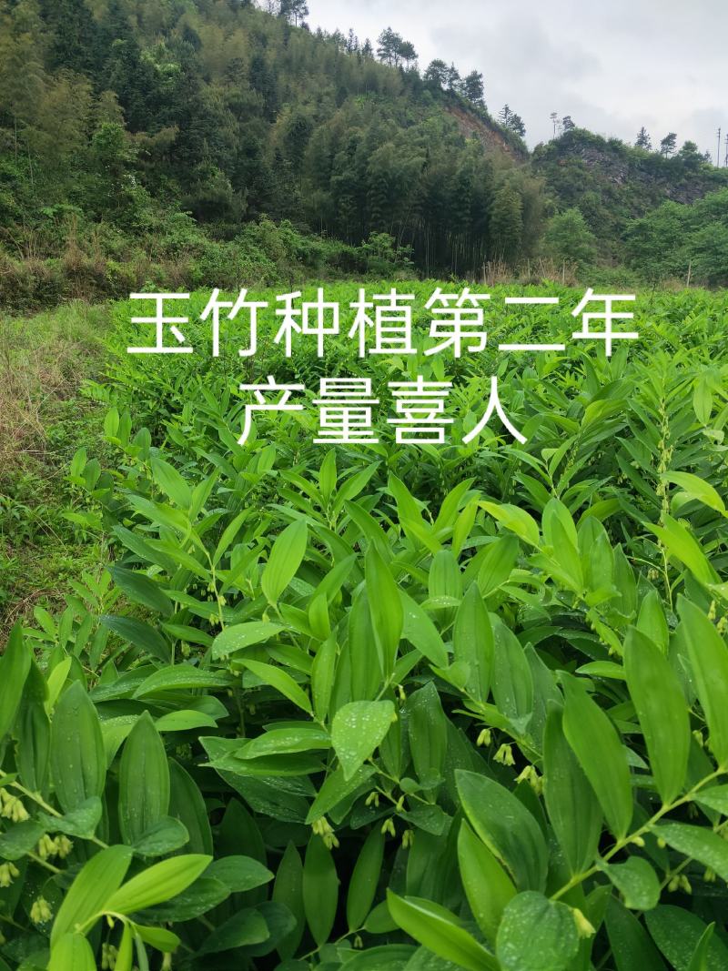 玉竹种苗湘玉竹猪屎尾参玉竹片玉竹条子煲汤玉竹片