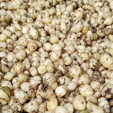 云南小圆白芨，糯白芨、小毛茨菇，季节性有货