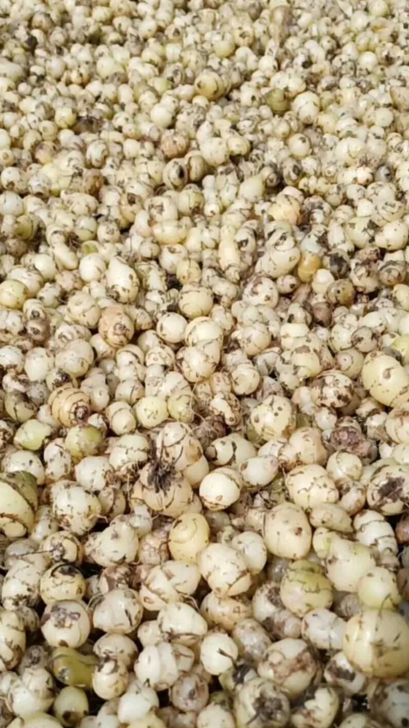 云南小圆白芨，糯白芨、小毛茨菇，季节性有货