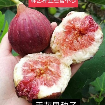 无花果种子果树种子水果种子阳台庭院盆栽四季易播