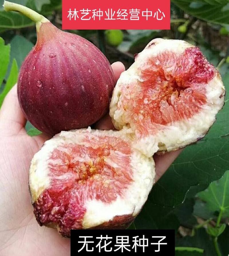 无花果种子果树种子水果种子阳台庭院盆栽四季易播
