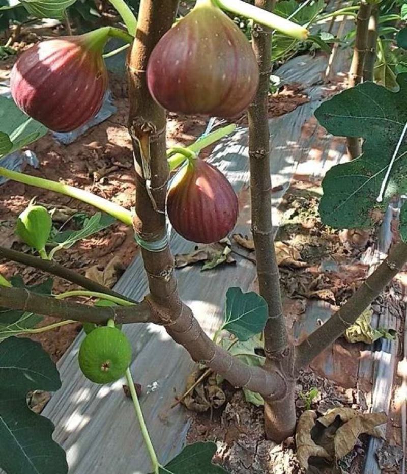 无花果种子果树种子水果种子阳台庭院盆栽四季易播