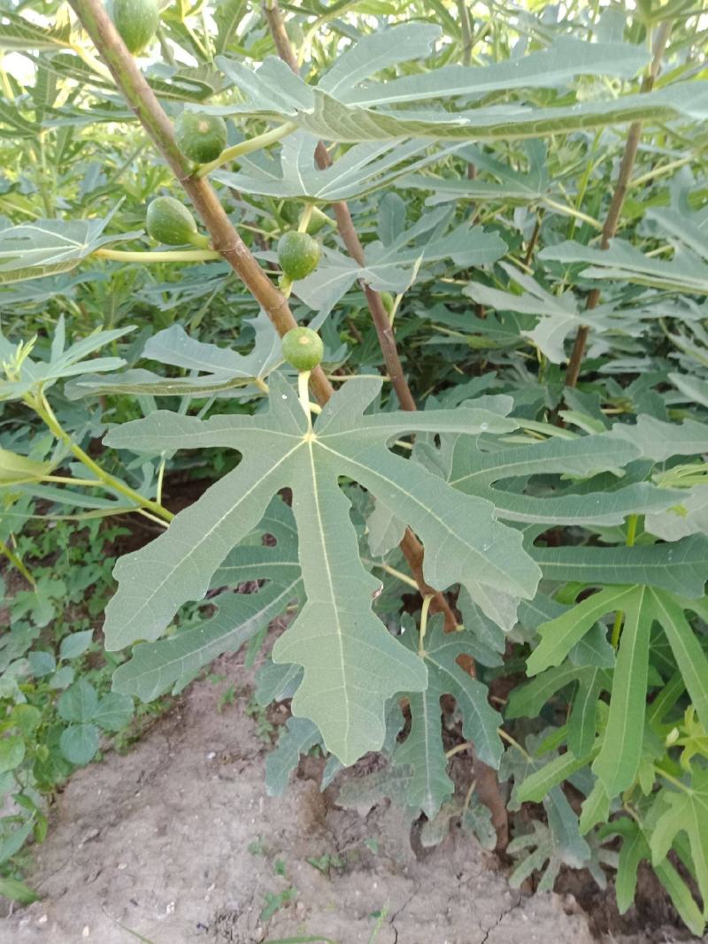 无花果种子果树种子水果种子阳台庭院盆栽四季易播