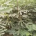 无花果种子果树种子水果种子阳台庭院盆栽四季易播
