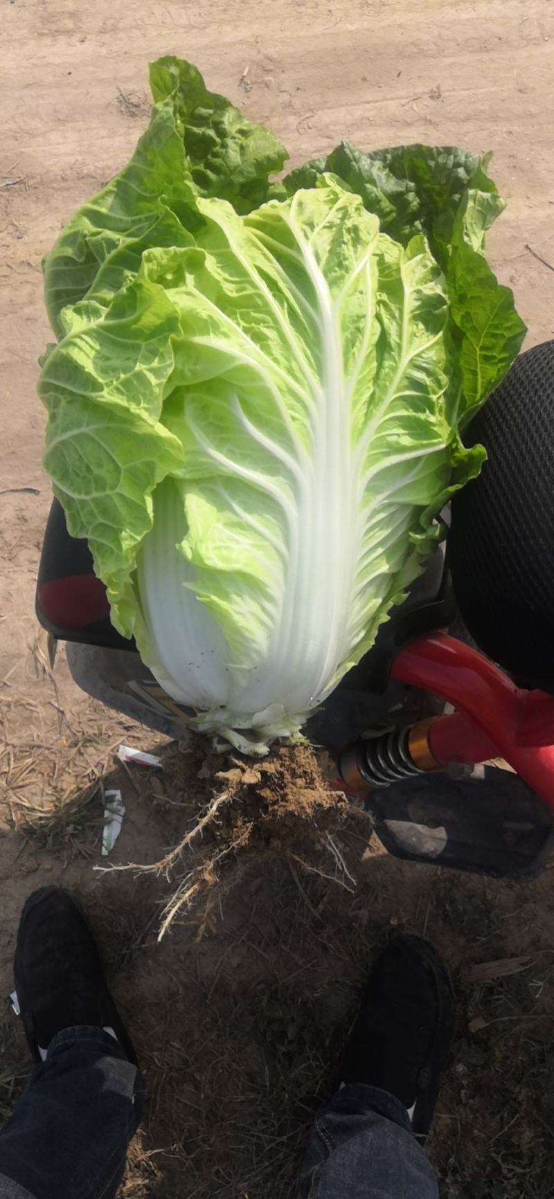 夏阳白菜大量上市，需要的联系我，主发，温州，福建，广州，