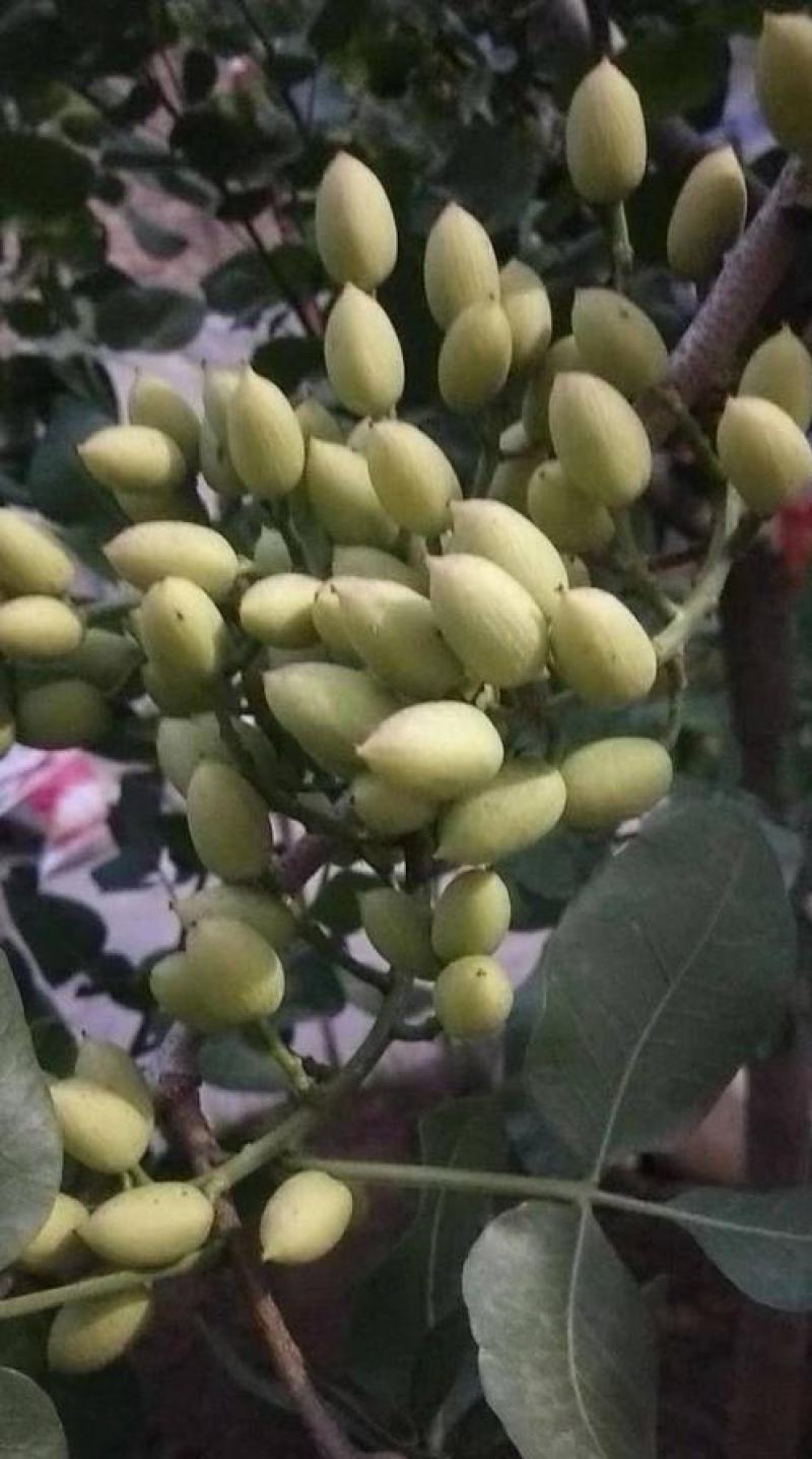 开心果种子开心果树苗开心果盆栽地栽南方北方嫁接果树苗