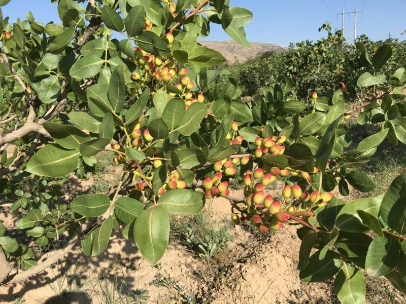 开心果种子开心果树苗开心果盆栽地栽南方北方嫁接果树苗