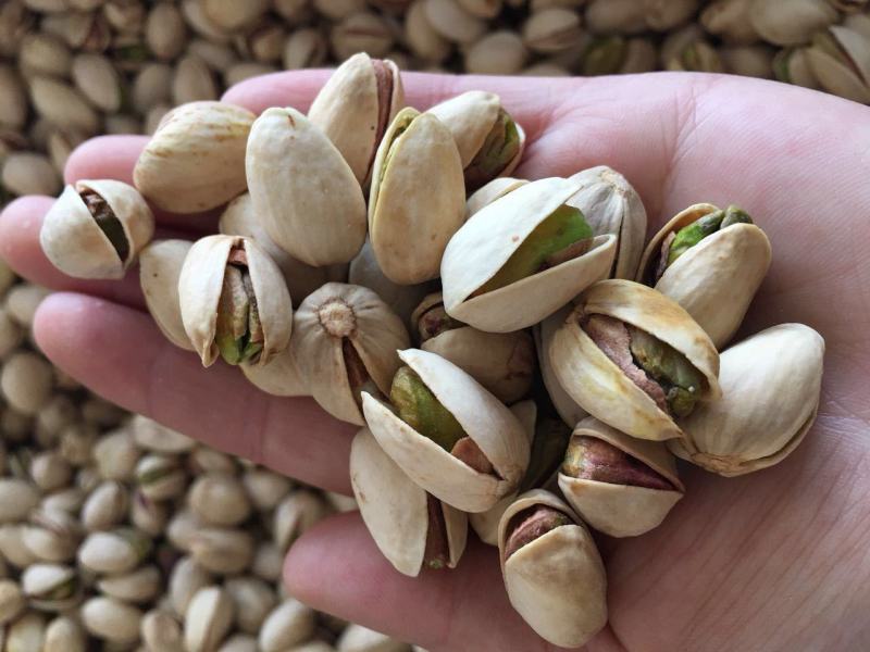开心果种子开心果树苗开心果盆栽地栽南方北方嫁接果树苗