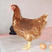 海兰褐蛋鸡苗，高产蛋鸡苗厂家直销，质量保证