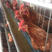 海兰褐蛋鸡苗，高产蛋鸡苗厂家直销，质量保证