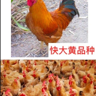 快大黄肉鸡苗，大种肉鸡苗厂家直销，质量保证