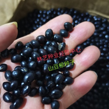 山豆根种子云南苦参去皮净籽广东根胡豆莲种子