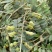 山豆根种子云南苦参去皮净籽广东根胡豆莲种子