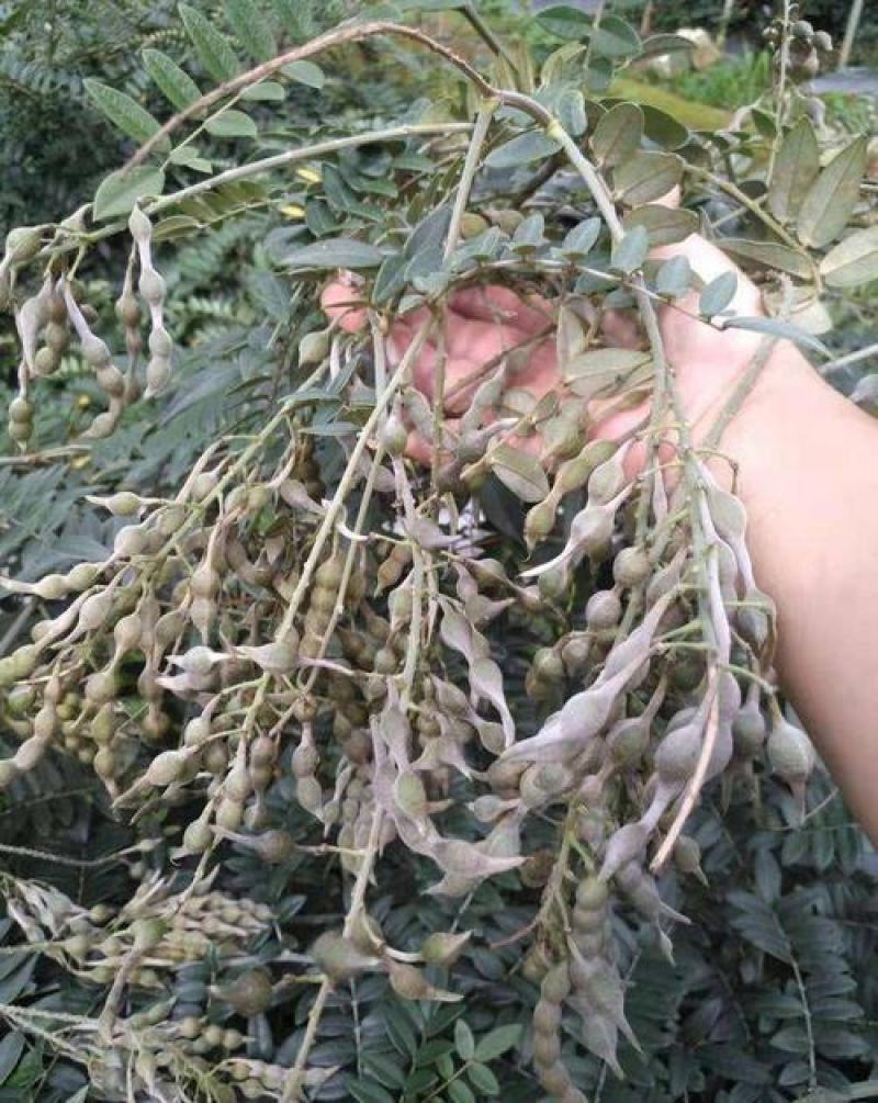 山豆根种子云南苦参去皮净籽广东根胡豆莲种子