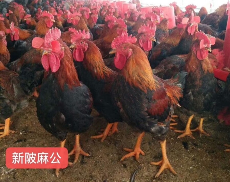新陂麻鸡苗，铁脚麻厂家直销，质量保证，量大从优