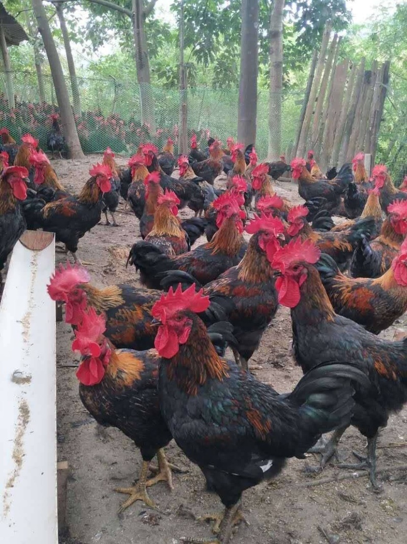 天露黑五公鸡苗，黑土鸡苗厂家直销，质量保证