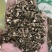 【包邮】醉鱼草多种冷背中药材质量保证无理由退换货