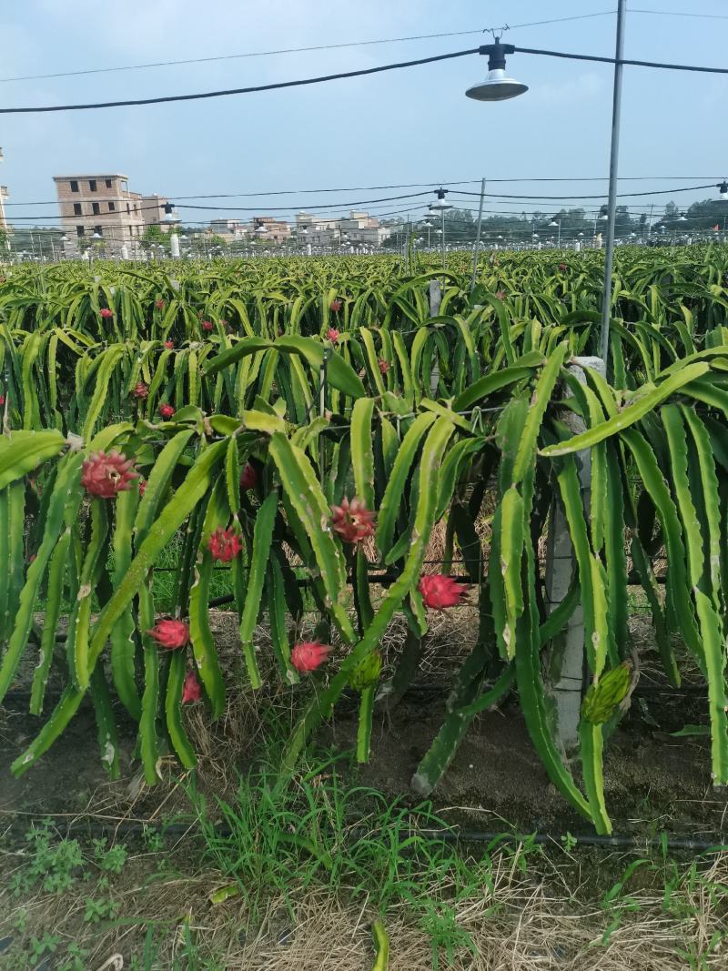 金都大红火龙果基地大货源足