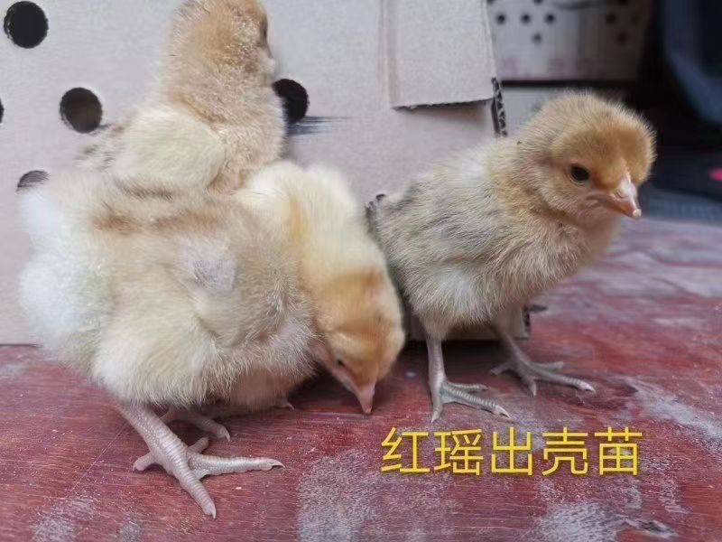 红瑶鸡苗，瑶鸡苗，厂家直销，质量保证，价格实惠