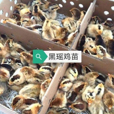 黑瑶鸡苗，瑶鸡苗，厂家直销，质量保证，量大从优