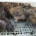 黑瑶鸡苗，瑶鸡苗，厂家直销，质量保证，量大从优
