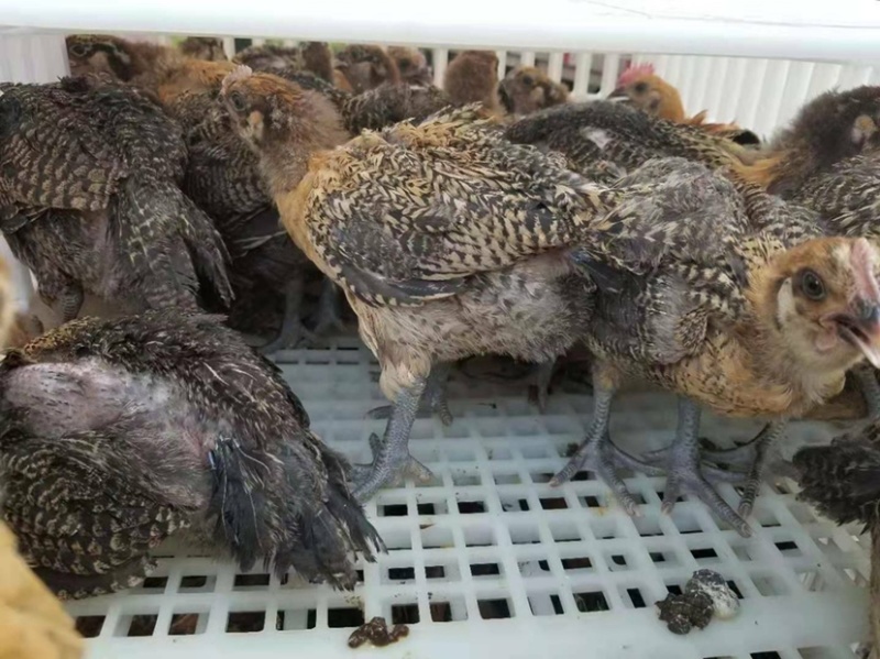 黑瑶鸡苗，瑶鸡苗，厂家直销，质量保证，量大从优