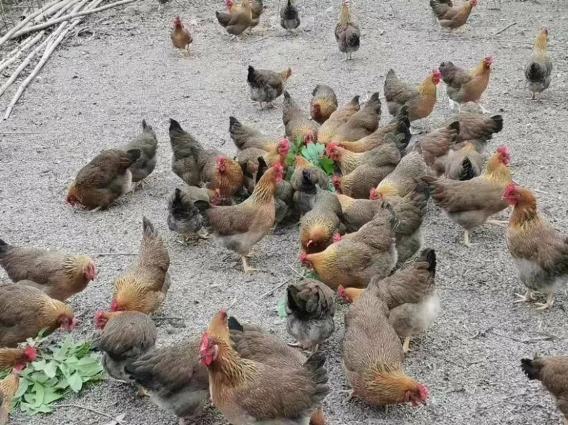 清远麻鸡苗，清远麻2，厂家直销，质量保证