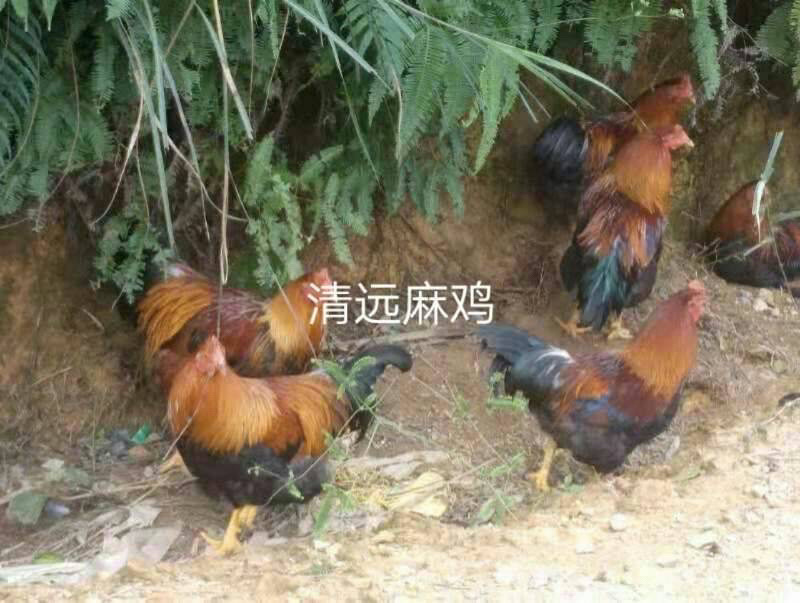 清远麻鸡苗，清远麻2，厂家直销，质量保证