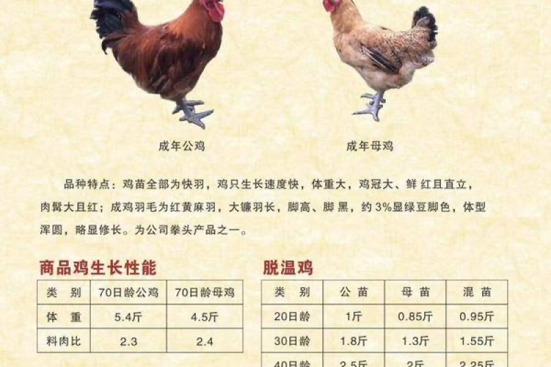 快大青脚麻，青脚肉鸡苗厂家直销，质量保证