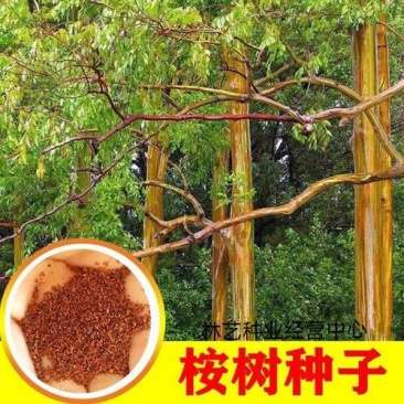 新采桉树种子大小叶桉树檬柠按林木种子速生桉树