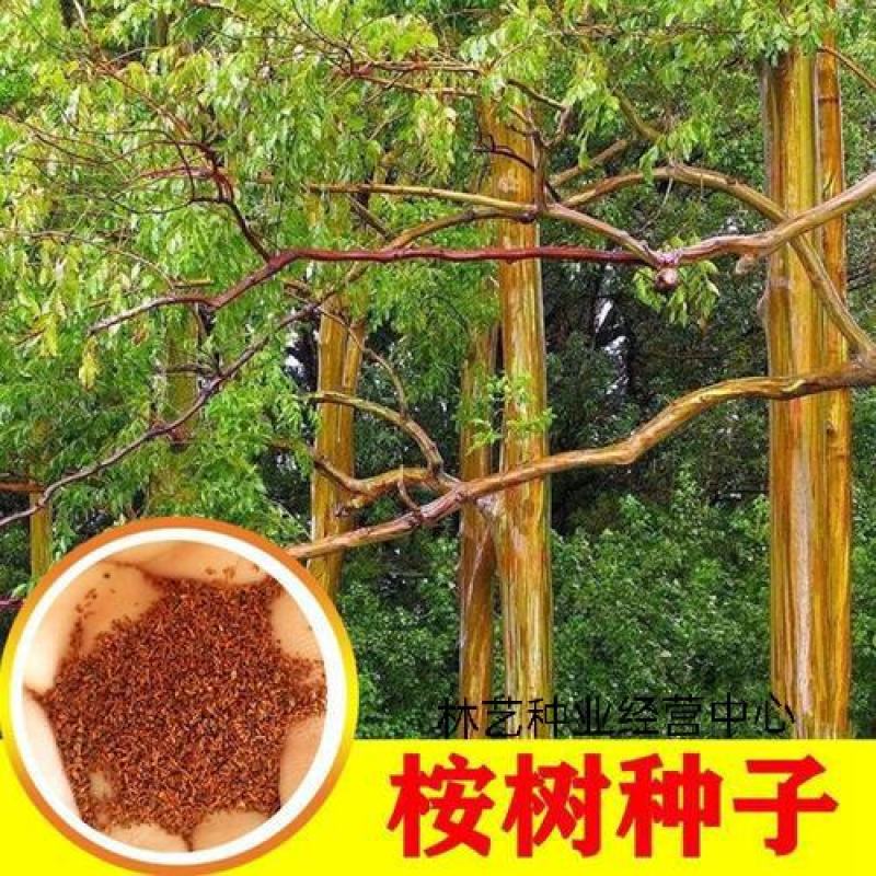 新采桉树种子大小叶桉树檬柠按林木种子速生桉树