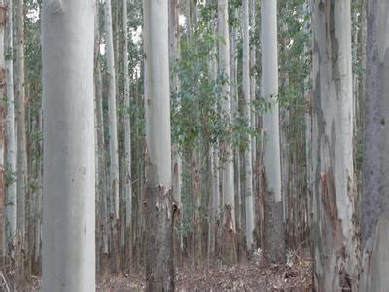 新采桉树种子大小叶桉树檬柠按林木种子速生桉树