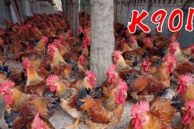 新广K901鸡苗，K9麻黄，灰羽麻黄厂家直销，质量保证