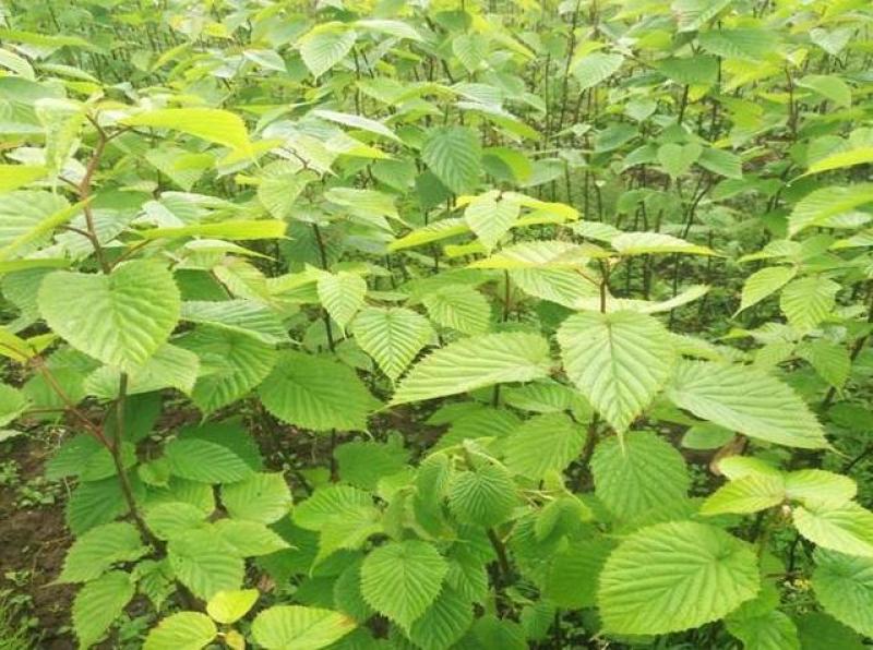 优质林木种子珙桐种子别名水梨子鸽子树种子鸽子花树种籽