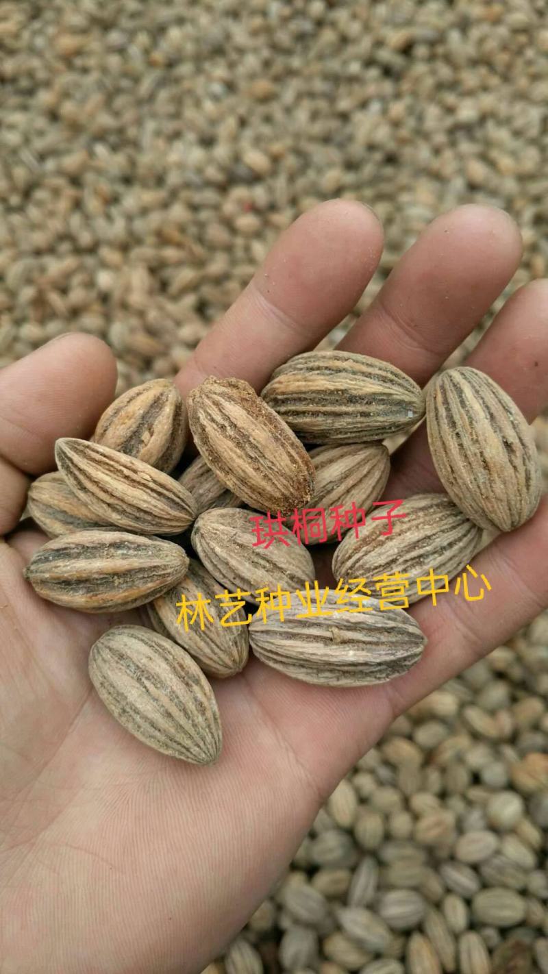 优质林木种子珙桐种子别名水梨子鸽子树种子鸽子花树种籽