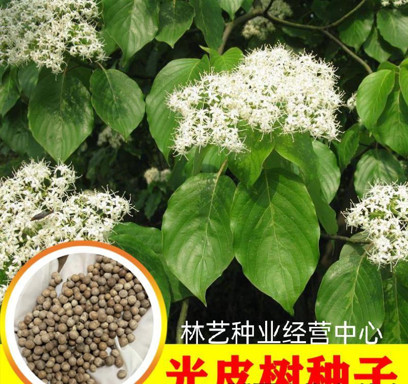 光皮树种子毛梾车梁木种子凉子木苦檀灯台树种子林木种子