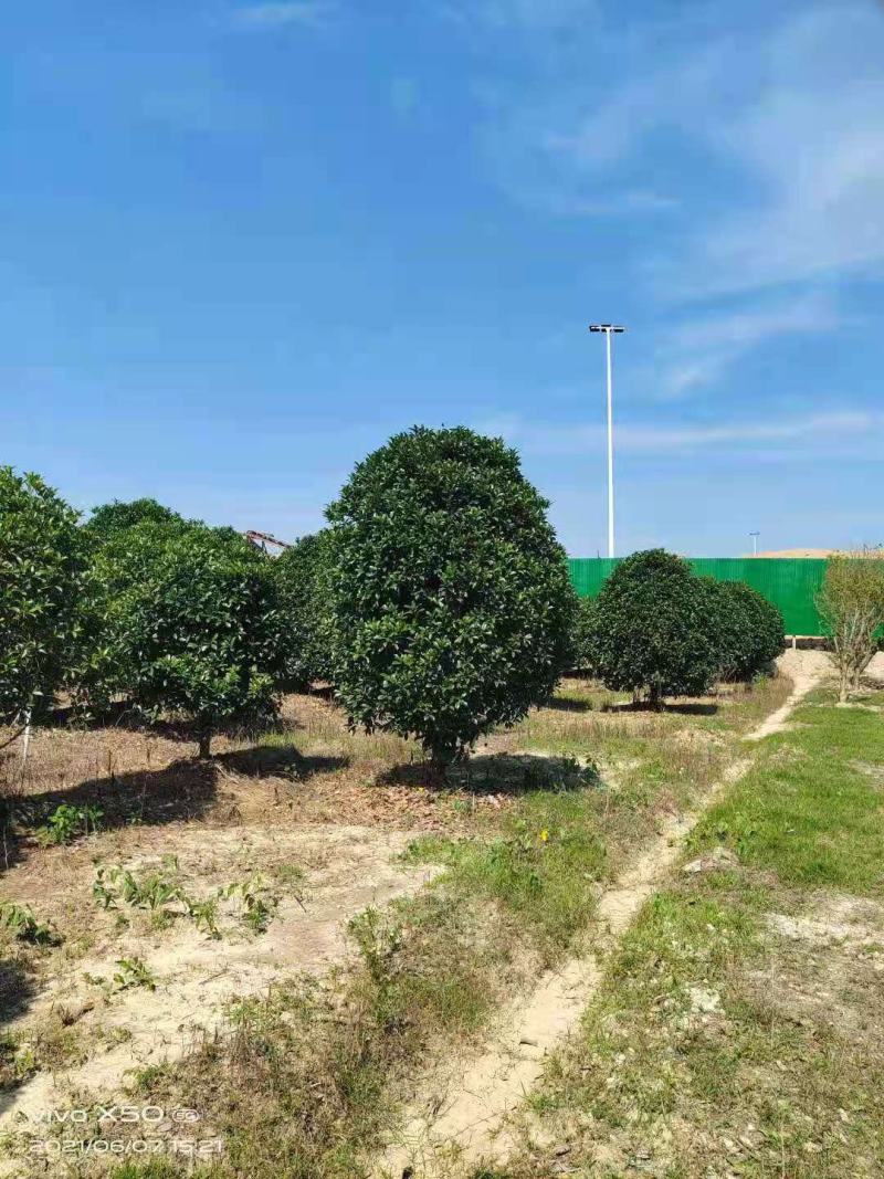 桂花，桂花树，丛生桂花树，3米，4米冠【鸿洋园艺】