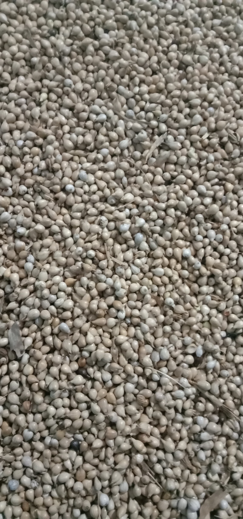 薏仁米大量上市基地直销，可长期供应，