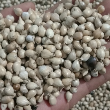 薏仁米大量上市基地直销，可长期供应，