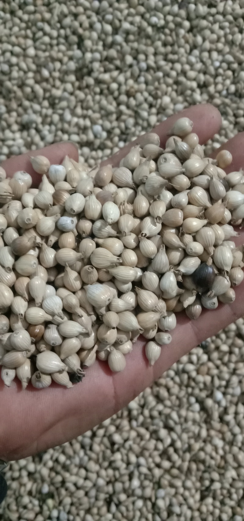 薏仁米大量上市基地直销，可长期供应，