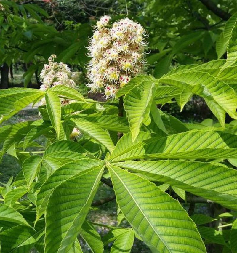七叶树种子新采七叶树种子七叶树种子梭椤树种子园林乔木