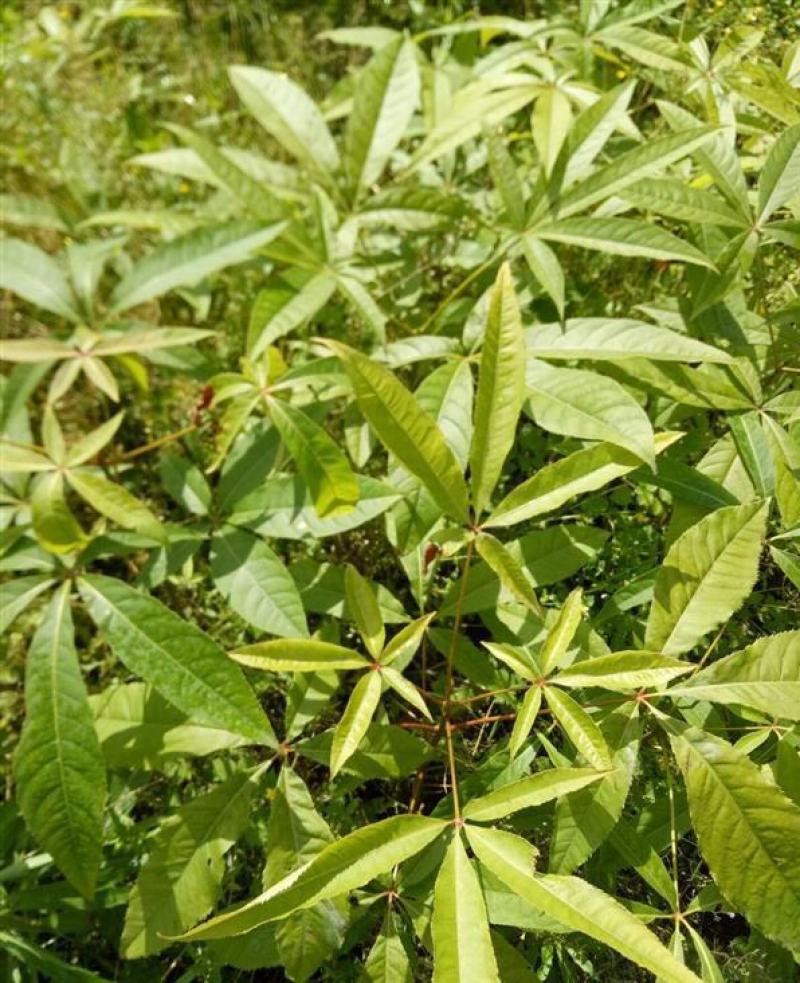 七叶树种子新采七叶树种子七叶树种子梭椤树种子园林乔木