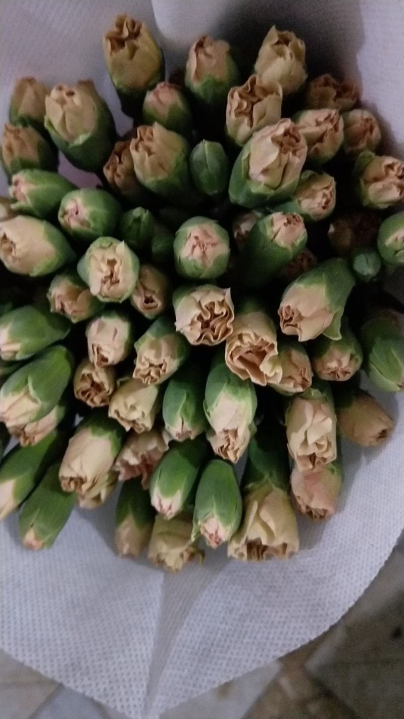 多头康乃馨-鲜切花家庭插花