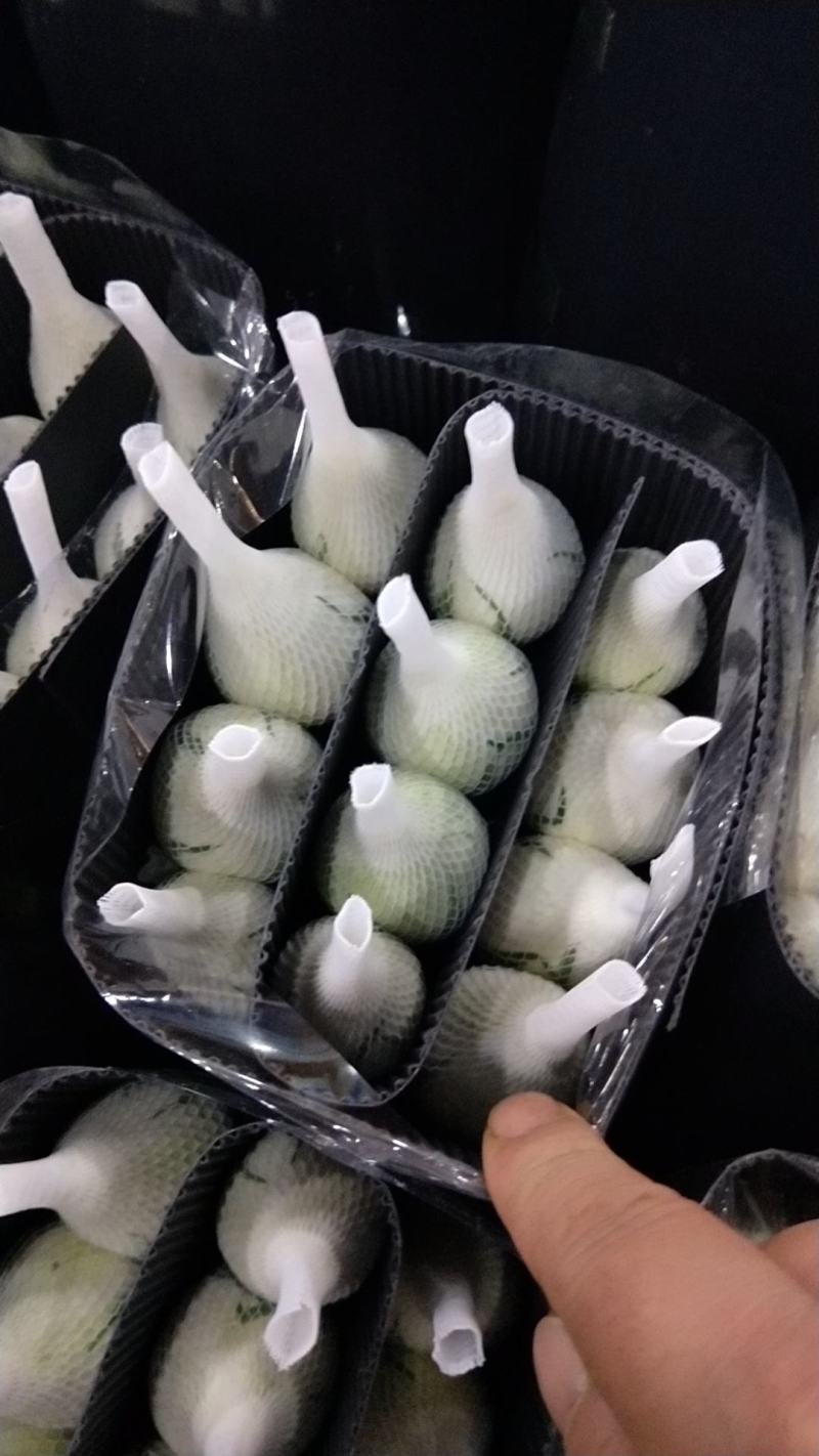 白玫瑰-鲜切花，云南玫瑰
