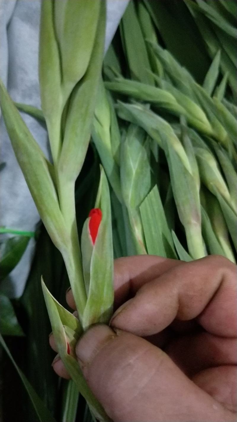 剑兰鲜切花，又名步步高升